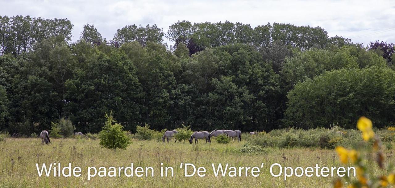Heidebos Villa Opglabbeek Buitenkant foto