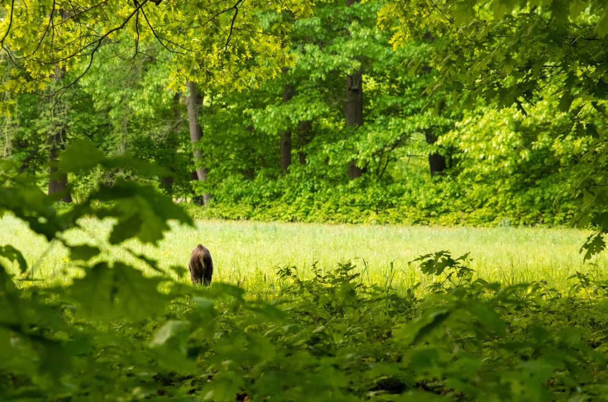 Heidebos Villa Opglabbeek Buitenkant foto
