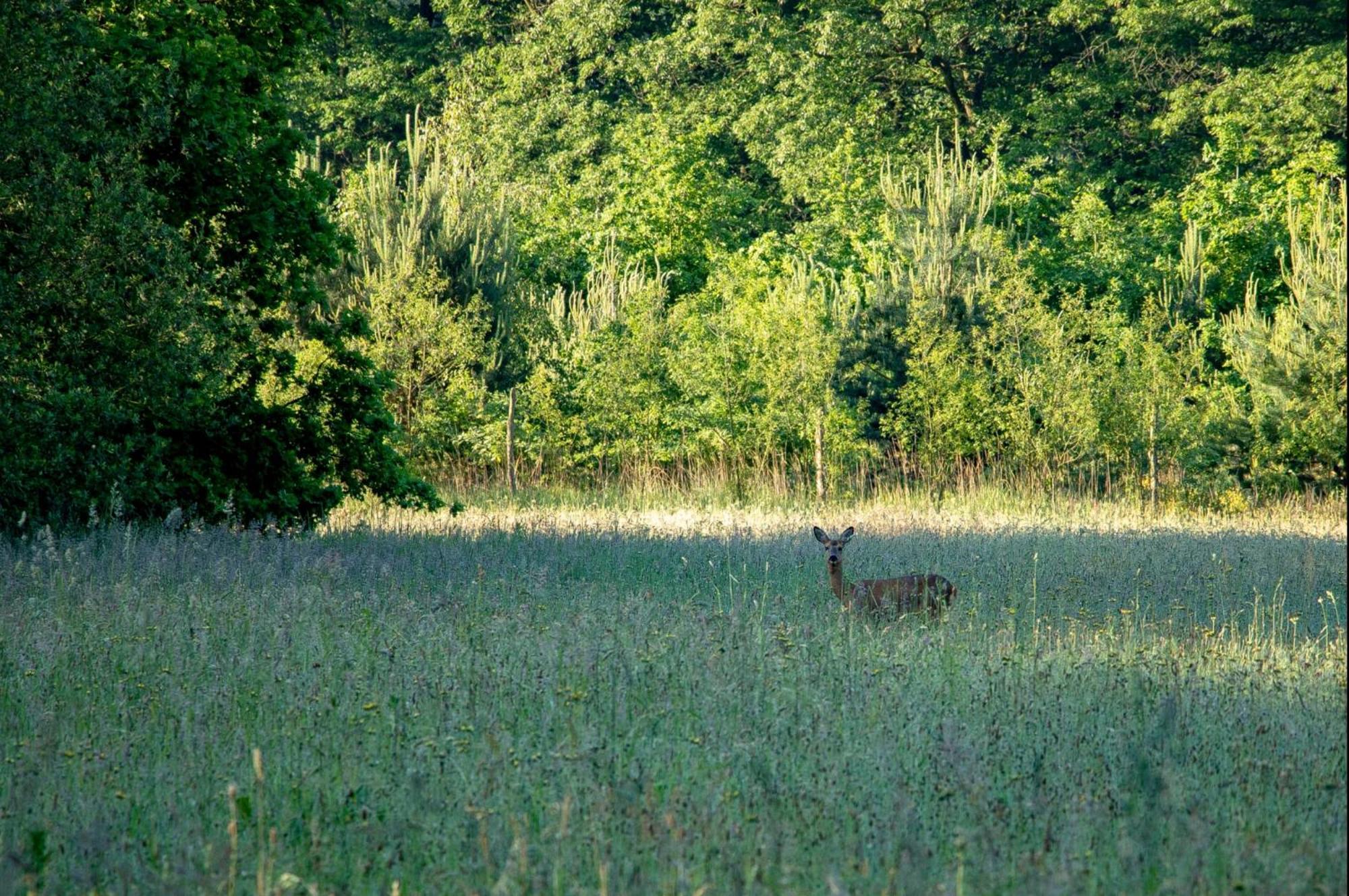 Heidebos Villa Opglabbeek Buitenkant foto